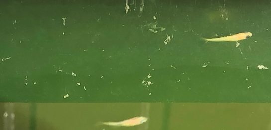水面を泳ぐ３匹のメダカの稚魚