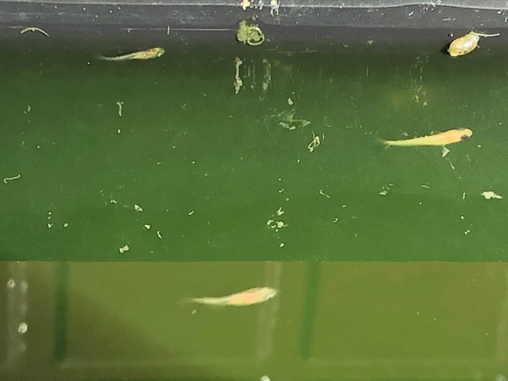 水面を泳ぐ３匹のメダカの稚魚