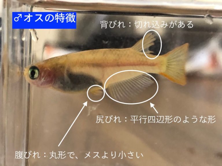 ヒメダカの値段や飼育方法!寿命は?オスメスの見分け方は? | めだかやベース