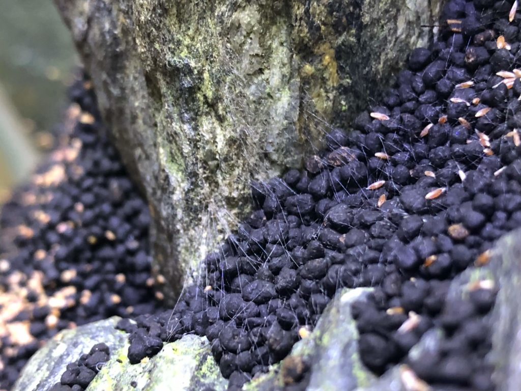 石から生えた菌糸