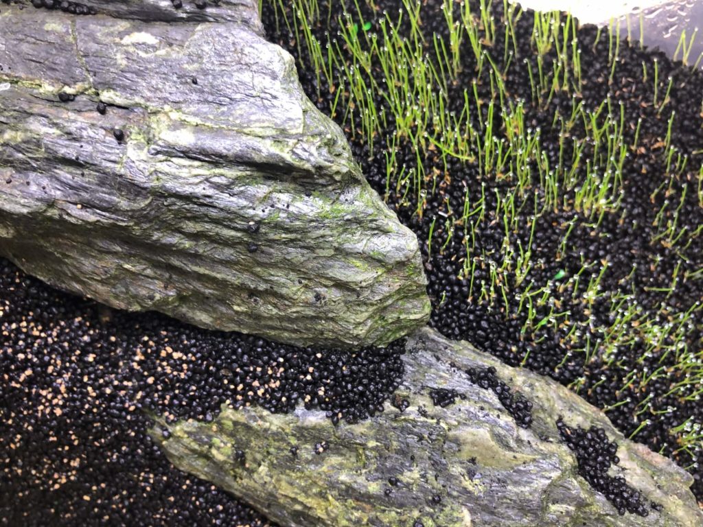 石と水草