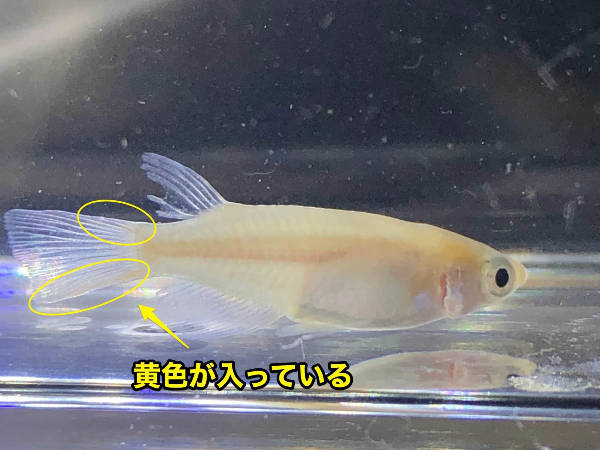ヒメダカの値段や飼育方法!寿命は?オスメスの見分け方は? | めだかやベース