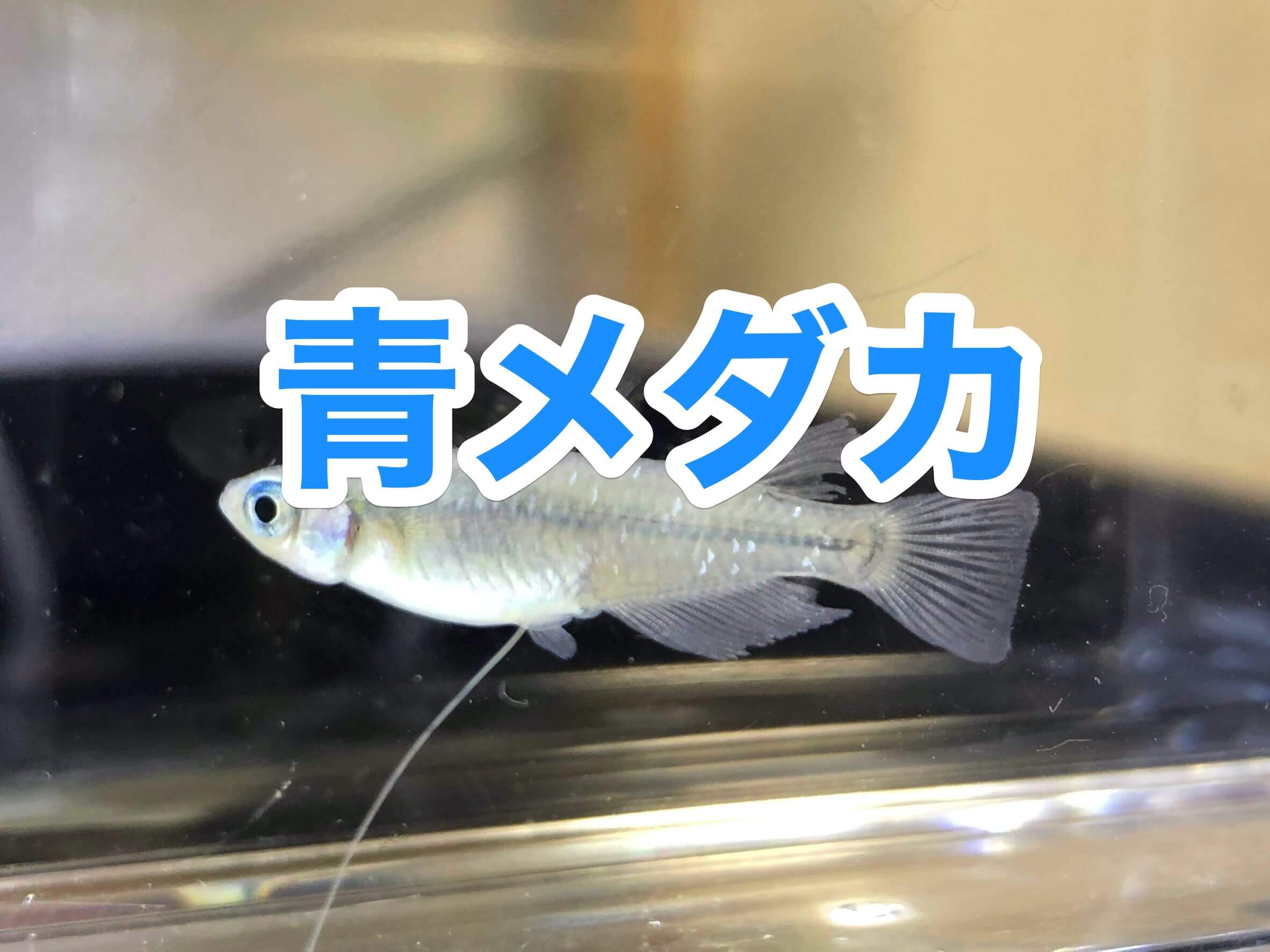 青メダカの交配での作り方や値段も解説 めだかやベース